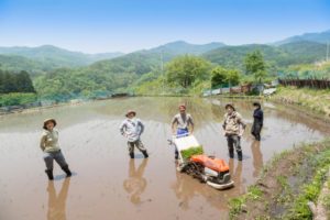 田植えをしている写真